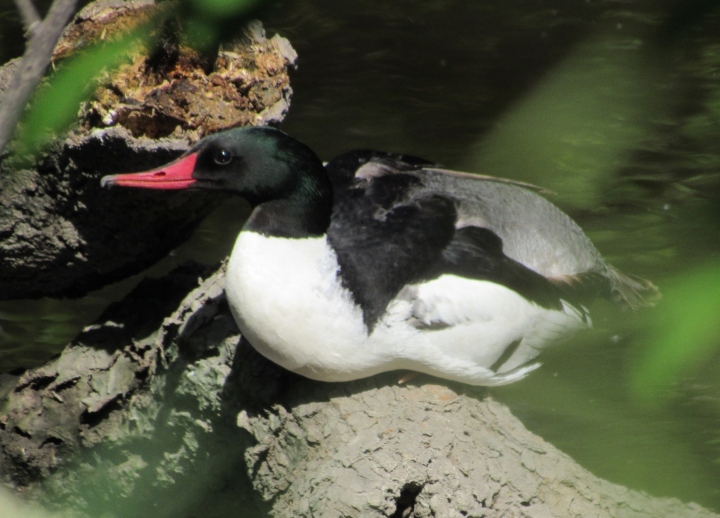 Merganser
